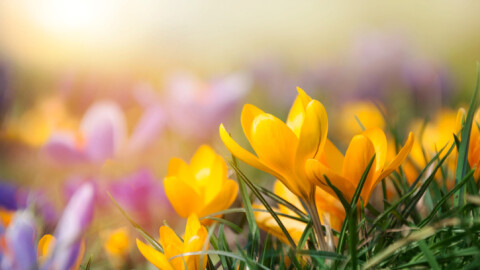 Над 300 000 българи празнуват имен ден на Цветница 