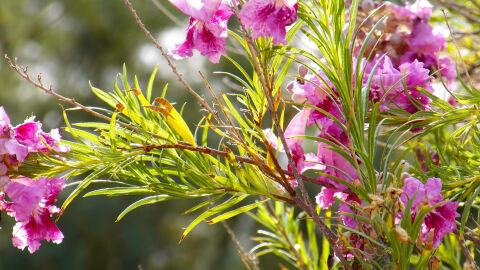 Над 300 000 българи празнуват имен ден на Цветница 