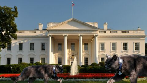 Заради войната в Иран: Белият дом поиска 1,5 трилиона долара бюджет за отбрана