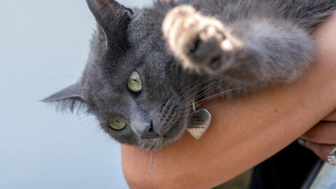 Изпратена на пощата: Котка попадна в колет след дрямка в кутия