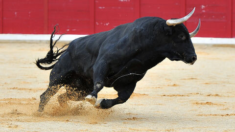Пенсиониран матадор е убит от бик преди корида в Испания