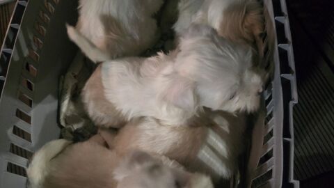 16 кученца в 5 клетки: Спряха незаконен транспорт на животни в Кресна (СНИМКИ)