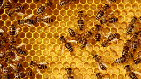 „Беше като във филм на ужасите“: 70 000 пчели превзеха къщата на семейство