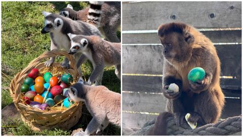 Великденска радост в бургаския зоопарк: Животните празнуват с шарени изненади