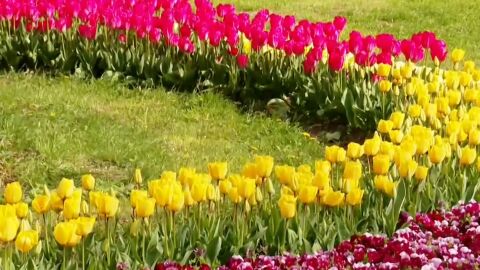 Цветен рай: Къде можем да видим 35 000 пролетни цветя на едно място?