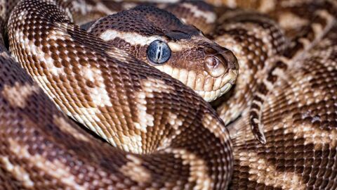 Екип от Тракийския университет спаси 6-метров питон след инцидент