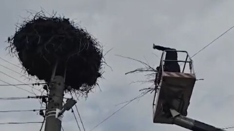 Спасителна мисия край Пазарджик: Доброволци помогнаха на щъркелово яйце, паднало на земята (СНИМКИ)