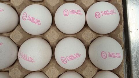 БАБХ върна около 1,3 млн. яйца в Турция