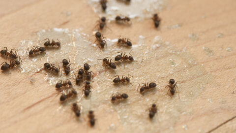 Китаец ще лежи година в затвора, защото опитал да изнесе 2200 мравки от Кения