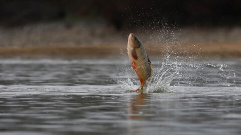Влиза в сила забраната за улов на риба