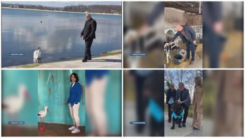 Как кучета, котки и други представители на фауната влязоха в предизборната битка