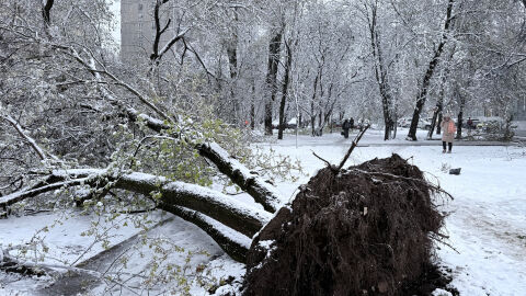 Отменени полети и изкоренени дървета: Снежна буря парализира Москва (СНИМКИ)