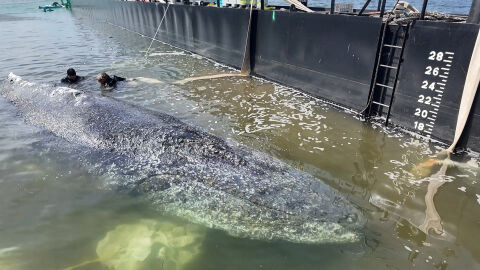 След близо 2 месеца в капан: Транспортират заседналия край Германия кит към Северно море (ВИДЕО и СНИМКИ)