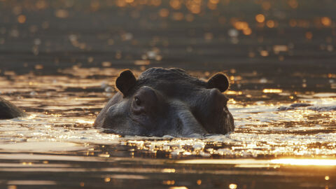 Синът на милиардер ще спасява „кокаиновите“ хипопотами на Пабло Ескобар