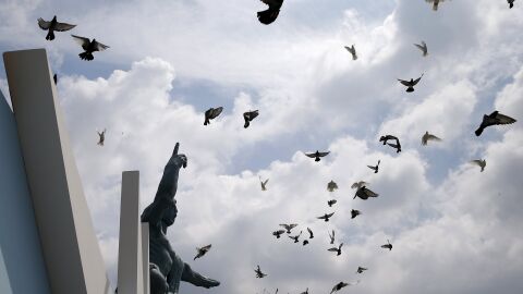  Учени: Черният дроб на гълъбите може да служи като компас при полетите им