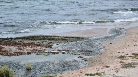 Оглед на мъртвите птици и делфини в Шабла: Институциите взеха проби и започнаха почистване на плажа
