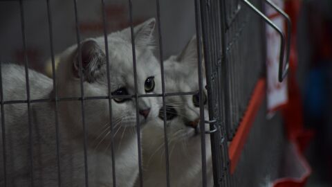 Жена изхвърли 23 котки в контейнер за боклук