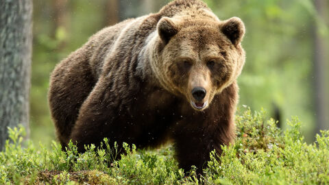 WWF-България: Не се разхождайте със слушалки в гората, няма да чуете приближава ще се мечка
