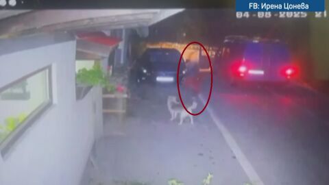 Прокуратурата ще внесе искане за задържане под стража на мъжа, убил с бухалка куче в Тетевен