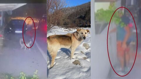 Задържаха за 72 часа мъжа, който уби куче с бухалка в Тетевен