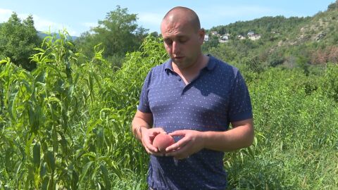 Скъпи праскови и рекордно ниска реколта: Цената им достигна 8 лв. за килограм 