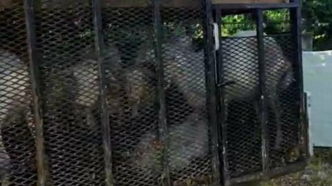 Нерегламентиран транспорт на 60 немаркирани кози в Пловдивско, шофьорът с акт и разследване от прокуратурата