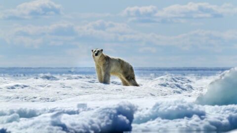 Рядък случай: Полярна мечка осинови мече