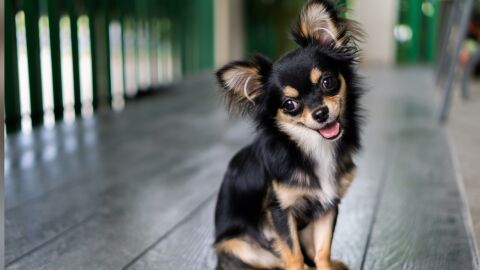 Повечето кучета имат ДНК от вълци, дори миниатюрните чихуахуа