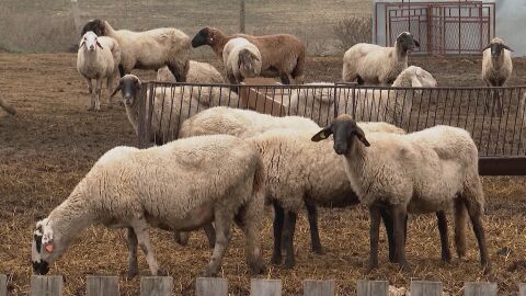 Унищожаването на овце и кози в Гърция поражда опасения от недостиг на сирене фета