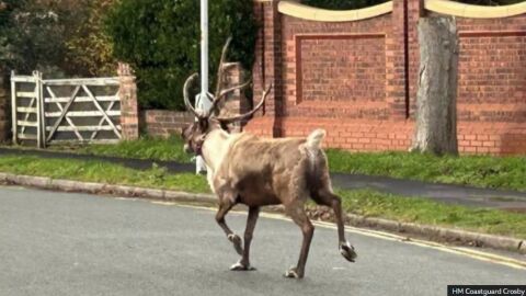 Елен беглец стана причина за мащабна издирвателна операция във Великобритания