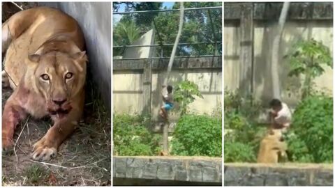 Трагедия в зоопарк: Лъвица разкъса младеж, осмелил се да влезе в клетката ѝ