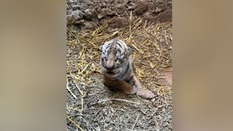 В зоопарка в Стара Загора се роди бебе бенгалски тигър (СНИМКИ)