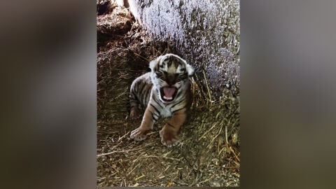 В зоопарка в Стара Загора се роди бебе бенгалски тигър (СНИМКИ)