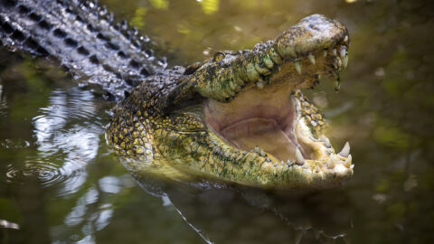 Няколко крокодила са открити в дренажен канал на село