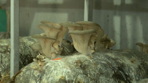 Как семейство отглежда екзотични гъби в домашни условия (ВИДЕО)