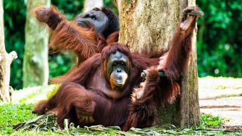 Орангутаните са в опасност