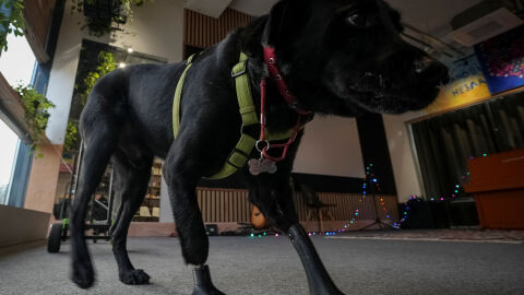 Украинско куче с протези на лапите дава сила на ветерани от войната да се възстановят (ВИДЕО И СНИМКИ)