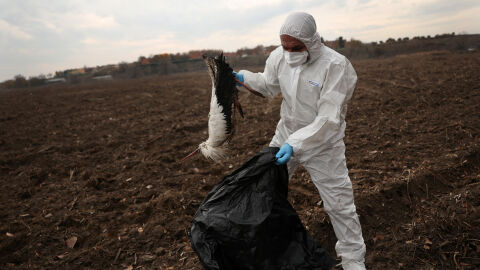 Стотици щъркели са намерени мъртви близо до Мадрид (ВИДЕО И СНИМКИ)