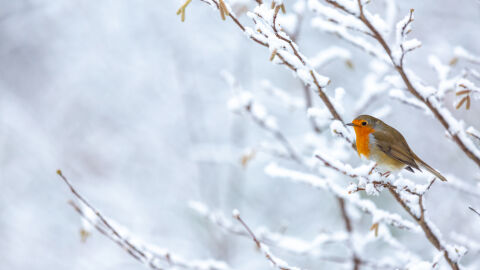 Какво време ни очаква до 31 декември 2025 г.