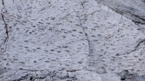 Откриха хиляди отпечатъци от динозаври на скали близо до мястото на Зимните олимпийски игри (ВИДЕО)