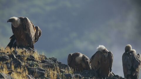 Когато природата среща изкуството
