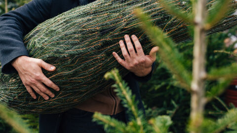 Дни преди Коледа: Какви са цените на живите коледни дръвчета 