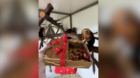 Дядо Коледа раздаде подаръци в зоопарка в Бургас (СНИМКИ и ВИДЕО)