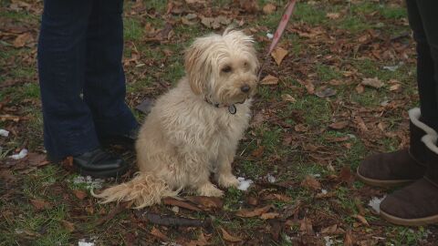 За поредна година фондация „Четири лапи“ призовава - празнувайте без фойерверки
