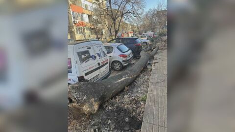 Ураганни ветрове: В Габровско, Плевенско и Пловдивско има паднали дървета
