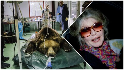 Брижит Бърдо създаде паркът за реадаптация на танцуващи мечки в България
