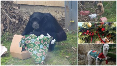 Нова година в зоопарка: Студът прибра животните на топло, пеликаните останаха навън