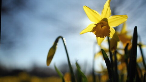 Астрономическата пролет настъпва днес