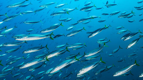 Изобретиха система, базирана на изкуствен интелект, която „чува“ кога рибите са гладни