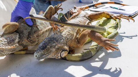 Хиляди игуани „валят“ от дърветата, замръзнали от студа във Флорида (ВИДЕО И СНИМКИ)